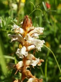 Fotografia da espécie Orobanche crenata