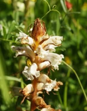 Fotografia 3 da espécie Orobanche crenata no Jardim Botânico UTAD