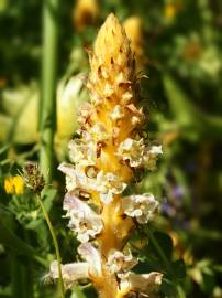 Fotografia da espécie Orobanche crenata