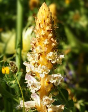 Fotografia 4 da espécie Orobanche crenata no Jardim Botânico UTAD