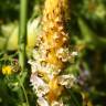 Fotografia 4 da espécie Orobanche crenata do Jardim Botânico UTAD