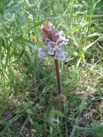 Fotografia da espécie Orobanche crenata