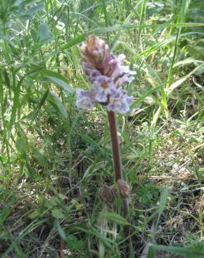 Fotografia 5 da espécie Orobanche crenata no Jardim Botânico UTAD