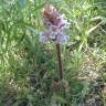 Fotografia 5 da espécie Orobanche crenata do Jardim Botânico UTAD