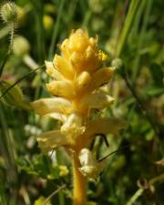 Fotografia da espécie Orobanche crenata