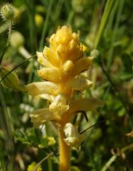 Orobanche crenata