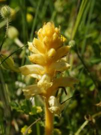 Fotografia da espécie Orobanche crenata