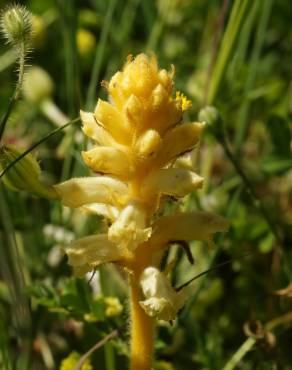 Fotografia 1 da espécie Orobanche crenata no Jardim Botânico UTAD