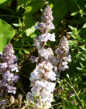 Fotografia 6 da espécie Orobanche crenata no Jardim Botânico UTAD