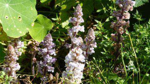 Fotografia da espécie Orobanche crenata