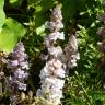 Fotografia 6 da espécie Orobanche crenata do Jardim Botânico UTAD