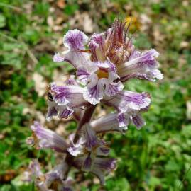 Fotografia da espécie Orobanche crenata