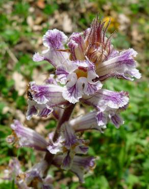 Fotografia 7 da espécie Orobanche crenata no Jardim Botânico UTAD