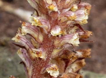 Fotografia da espécie Orobanche crenata