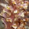 Fotografia 8 da espécie Orobanche crenata do Jardim Botânico UTAD