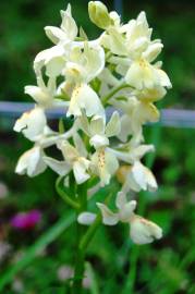 Fotografia da espécie Orchis provincialis