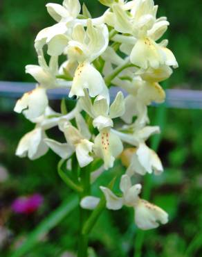 Fotografia 3 da espécie Orchis provincialis no Jardim Botânico UTAD