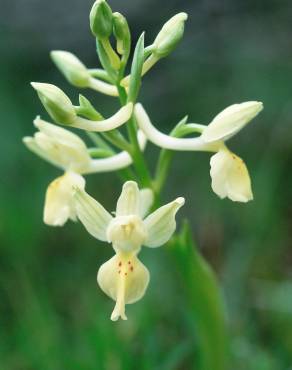 Fotografia 1 da espécie Orchis provincialis no Jardim Botânico UTAD