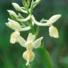 Fotografia 1 da espécie Orchis provincialis do Jardim Botânico UTAD