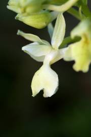 Fotografia da espécie Orchis provincialis