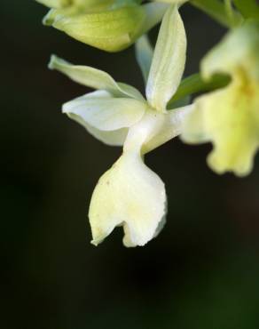 Fotografia 4 da espécie Orchis provincialis no Jardim Botânico UTAD