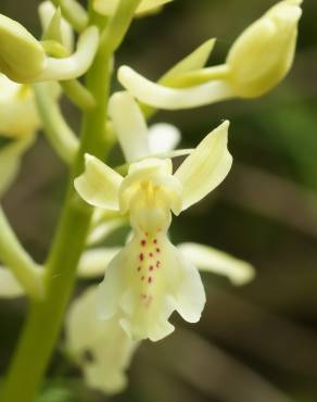 Fotografia 6 da espécie Orchis provincialis no Jardim Botânico UTAD