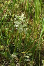 Fotografia da espécie Orchis provincialis