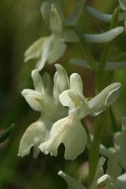 Fotografia da espécie Orchis provincialis