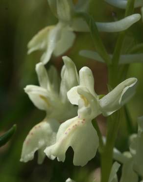 Fotografia 8 da espécie Orchis provincialis no Jardim Botânico UTAD