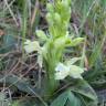 Fotografia 10 da espécie Orchis provincialis do Jardim Botânico UTAD