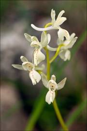 Fotografia da espécie Orchis provincialis