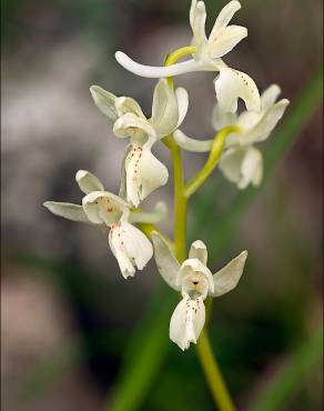 Fotografia 11 da espécie Orchis provincialis no Jardim Botânico UTAD