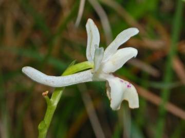 Fotografia da espécie Orchis provincialis