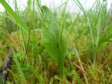 Fotografia da espécie Ophioglossum vulgatum