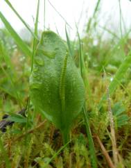 Ophioglossum vulgatum