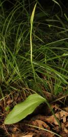 Fotografia da espécie Ophioglossum vulgatum