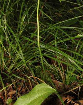 Fotografia 3 da espécie Ophioglossum vulgatum no Jardim Botânico UTAD