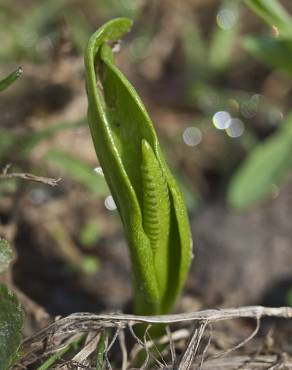 Fotografia 6 da espécie Ophioglossum vulgatum no Jardim Botânico UTAD