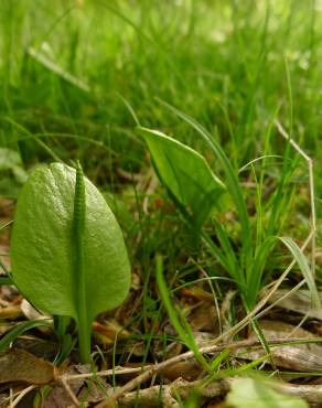 Fotografia 8 da espécie Ophioglossum vulgatum no Jardim Botânico UTAD