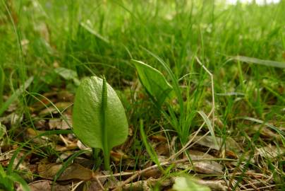 Fotografia da espécie Ophioglossum vulgatum