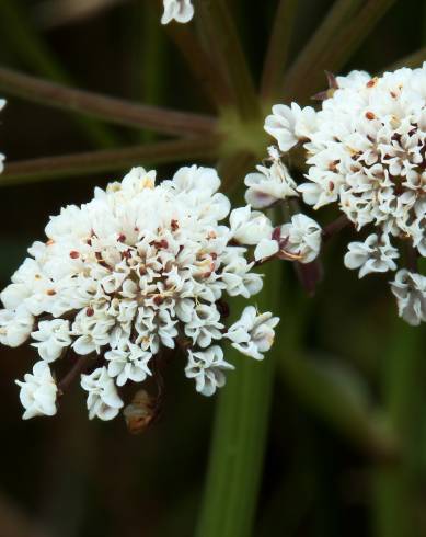 Fotografia de capa Oenanthe lachenalii - do Jardim Botânico