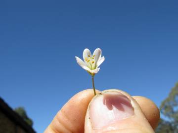 Fotografia da espécie Nothoscordum gracile