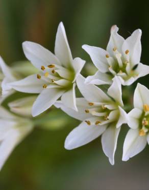 Fotografia 5 da espécie Nothoscordum gracile no Jardim Botânico UTAD