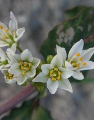 Nothoscordum gracile