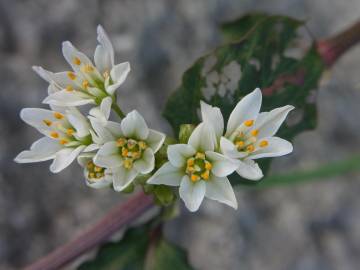 Fotografia da espécie Nothoscordum gracile