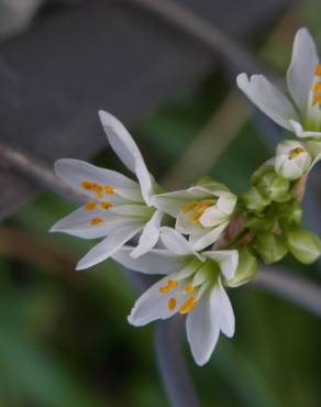 Fotografia 6 da espécie Nothoscordum gracile no Jardim Botânico UTAD