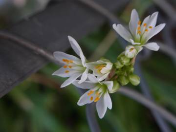 Fotografia da espécie Nothoscordum gracile