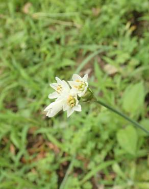 Fotografia 9 da espécie Nothoscordum gracile no Jardim Botânico UTAD