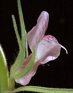 Fotografia 4 da espécie Misopates orontium no Jardim Botânico UTAD
