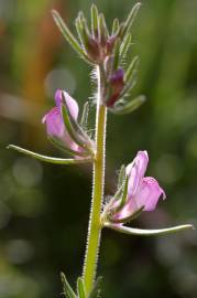 Fotografia da espécie Misopates orontium
